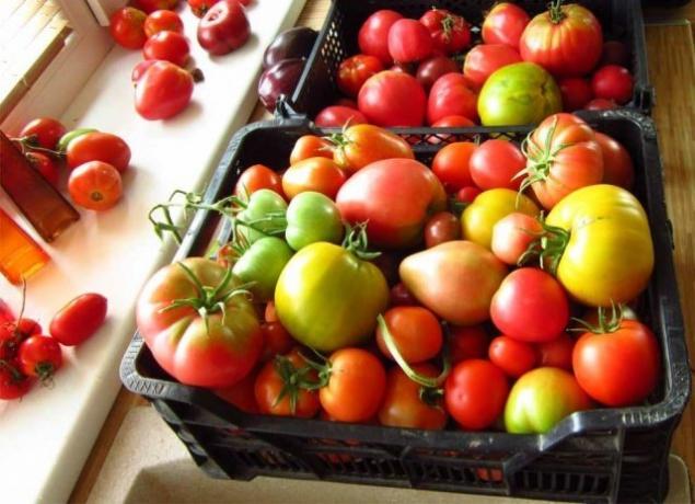 Ripen tomatoes (fermilon.ru)