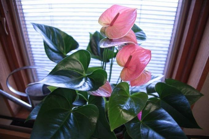 Anthurium with an unusual pink coloring (Photo from Internet). In fact, there are yellow, and even almost black color options stipule