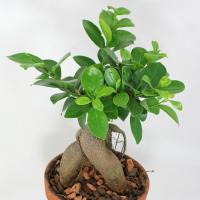 Care Ficus Ginseng at home