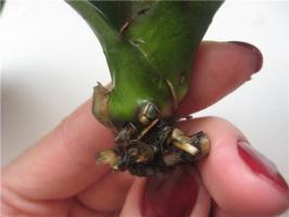 How to rescue the orchid without roots