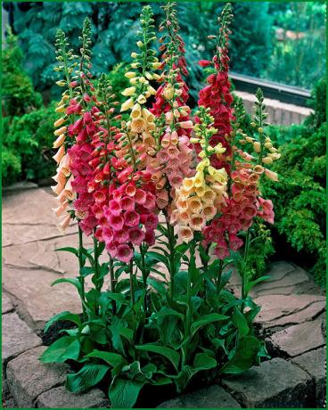 Colorful foxglove decorates garden and harmonizes well with its other inhabitants
