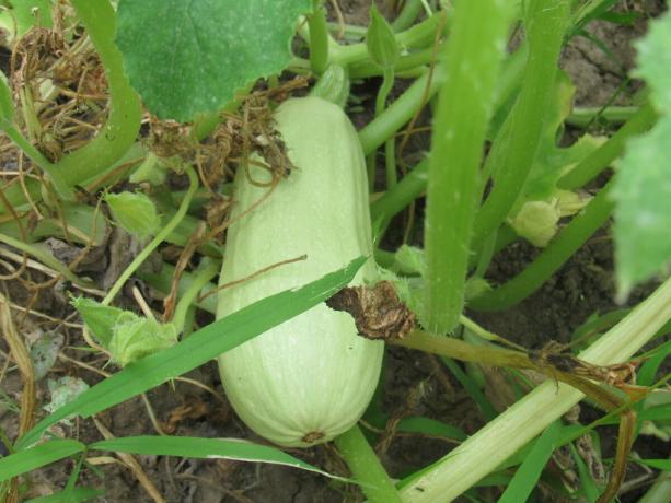 Another growing zucchini in my garden of