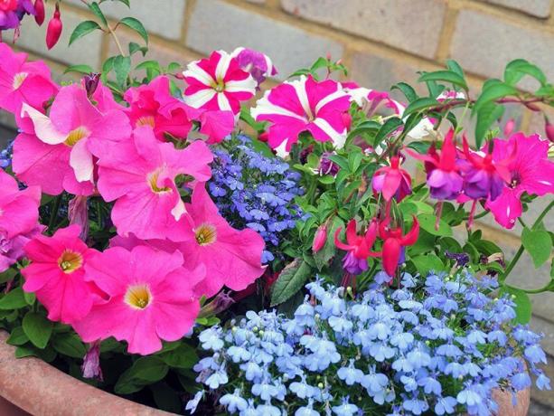 Petunia in a harmonious combination with other colors