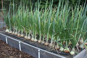 4 top tips for getting the big crop of onions
