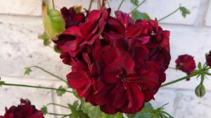 💯 3 best feeding for Geranium without chemistry. Help lush and bright bloom!