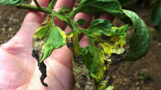 The leaves of tomatoes, damaged due to Phytophthora