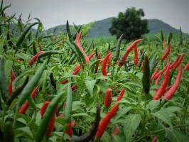 It is called a "unique healer." Cayenne pepper can treat more