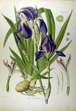 Köhler, H.A. | Iris germanica, Medizinal-Pflanzen, 1887 