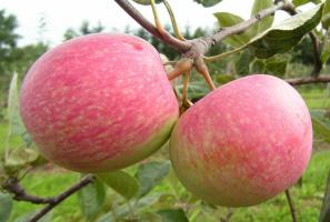 Top 5 most sweet apple varieties for summer houses