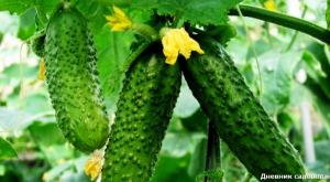4 main landing error in cucumbers