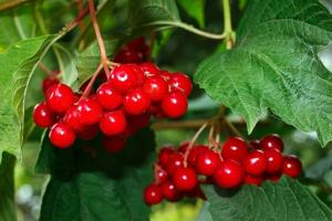 Viburnum red - super healthy berries. How to handle and store winter