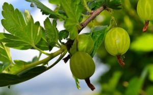 Excellent and simple method of reproduction gooseberry fall.