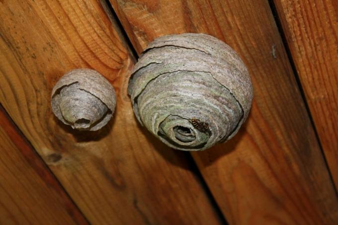 How to get rid of the hornet's nest? | ZikZak