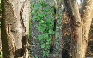 On apple bark cracks and peels off, what to do