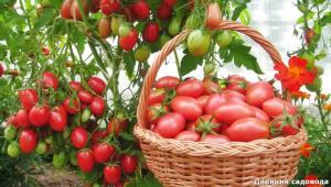 Restore the soil after harvest tomatoes