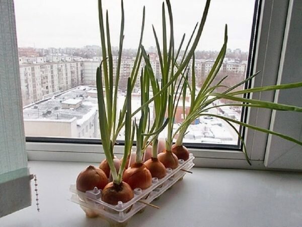 That's better than the onion tree top. Photo: Yandex. Pictures