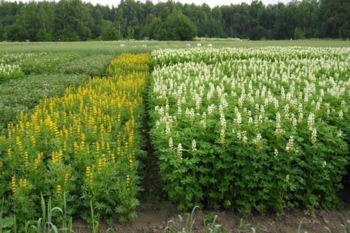 Use of lupine as green manure