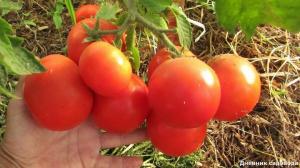 Increase the yield and the number of ovaries in tomatoes