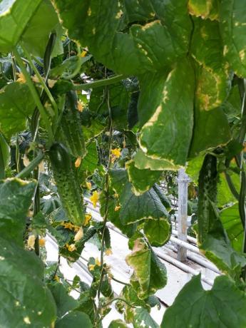 Cucumbers give a good crop spraying boron