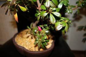 Saving Azalea - why the plant drops leaves and what to do to solve the problem?