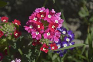 Verbena - beautiful flower with a pleasant smell, for which one can hardly take care
