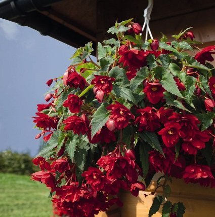 Maroon begonias in a hanging planter