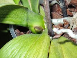 Differences orchid root of the peduncle
