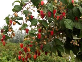 Rejuvenation raspberries in 3 steps: the harvest will be bigger and sweeter!