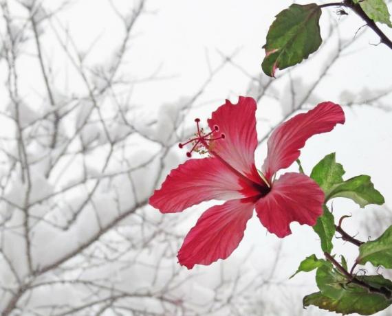 Hibiscus bloom in the winter, when they are in heat, but then summer can not throw buds. Illustrations for an article taken from the Internet