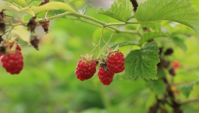 raspberry crop