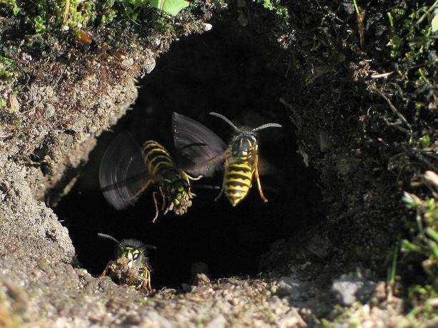 How to get rid of wasp nests in the ground? | ZikZak