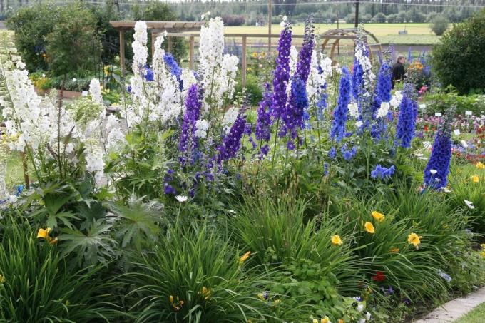 EXAMPLE beautiful delphiniums placement in the garden. Suitable for one-year!