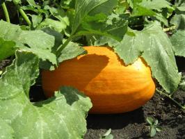 Extend the fruiting of squash until October (doing so for the second year)