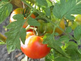 Tomato passion-2. What should the tomatoes in August