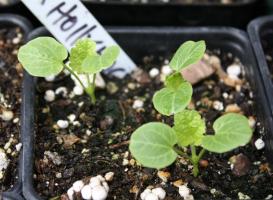 Cultivation mallow seed: how and when to plant