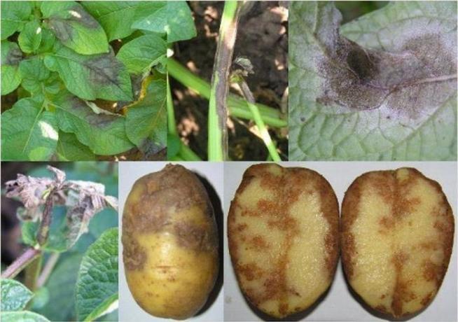 Potato with Phytophthora (Photo from Internet)