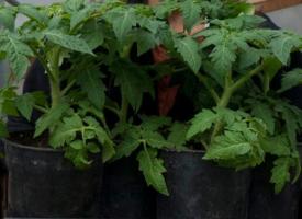 Secrets to grow strong and stocky seedlings of tomato.