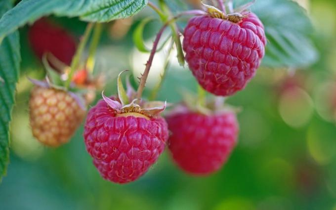 Raspberries! A photo: 