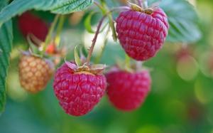What to do with a raspberry in August and September to next year's harvest was excellent