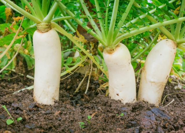 Radish in the garden: a juicy root vegetable is good in salads