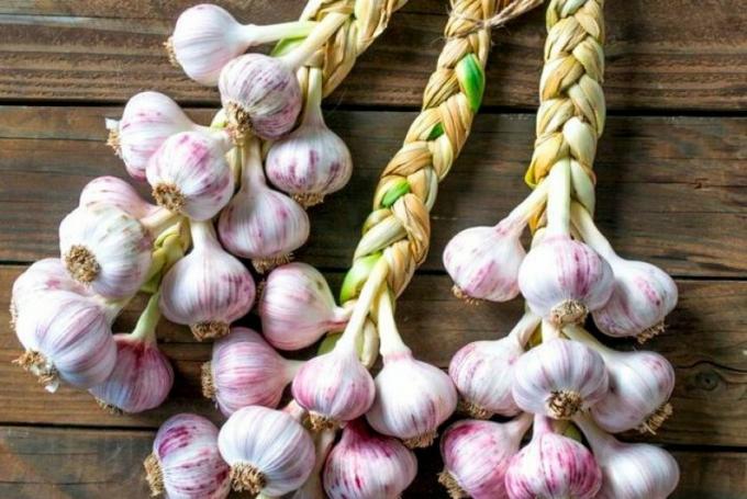 Aesthetic example of storage of garlic. Photo: astrokamen.ru