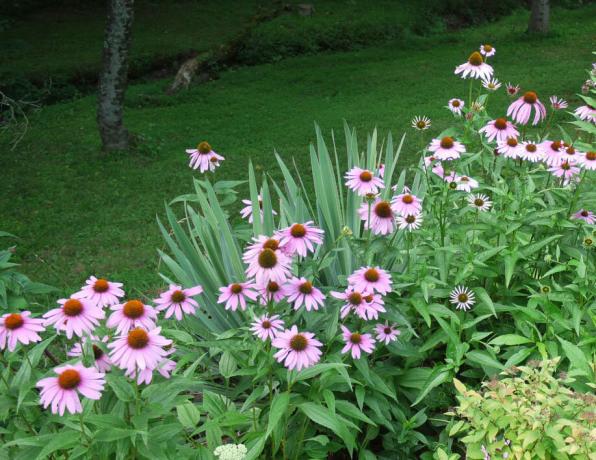 Pink Echinacea, planted with irises track. Photo: identifythatplant.com
