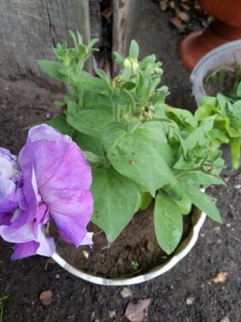 Rooted petunia gave new shoots and buds.