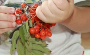 Red mountain ash: the benefits and harms, the healing properties of what to cook