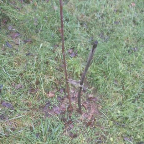 Seedling apple trees in November.