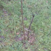 Apple seedling planted in the spring, how to protect it from rodents in the winter