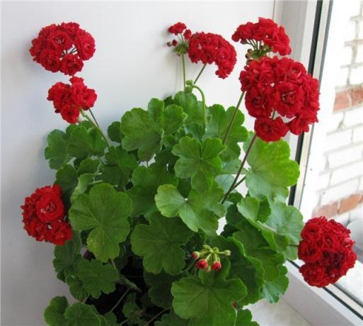 Delightful blooms of scarlet geraniums. It is impossible without fertilizer! Some of the images for the article is taken from the internet (open access)