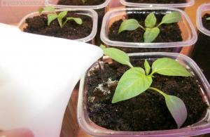 How to get strong seedlings: a personal experience
