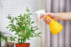Why houseplants dry tips of the leaves in the winter. How to save the flowers
