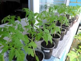 Why not sow tomato seedlings too early